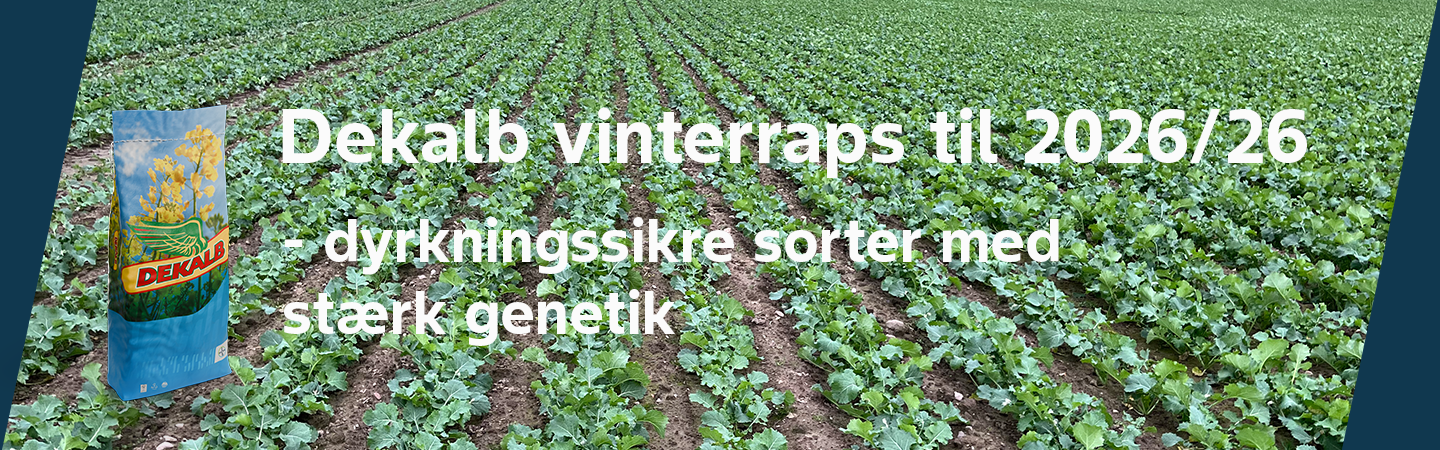 Grønne rapsplanter, der er rækkesået